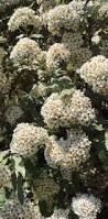 Image result for Brachylaena ilicifolia