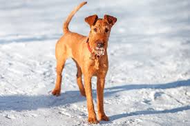 Image result for irský teriér