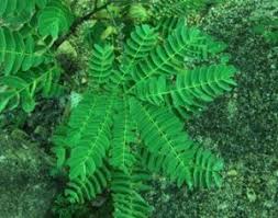 Image result for Albizia tanganyicensis