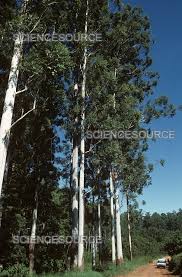 Image result for Eucalyptus grandis