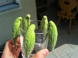 20 Oddly Shaped Fruits And Veggies That Will Make You Look Twice Fruta Divertida Frutas Exoticas Vegetal