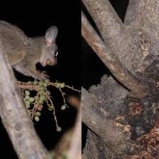 Image result for Lannea asymmetrica