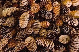 Maybe you would like to learn more about one of these? Pile Of Female Pine Cones Photograph By Jaynes Gallery