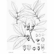 Image result for Drypetes