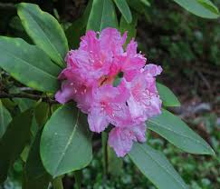J20160411 0091 Rhododendron Macrophyllum Rpbg California Native Plants Botanical Gardens Rhododendron