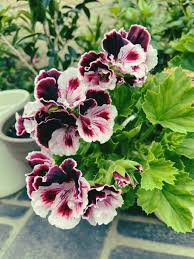 Image result for Pelargonium domesticum round-leaved bushy
