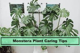 Monstera deliciosa is instantly recognizable for its beautiful, holey leaves and vibrant green color. Monstera Plant Care Tips For 2021 Everything You Need To Know Plants Spark Joy