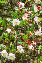 Image result for Bellucia pentamera