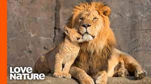 242,142 likes · 136 talking about this. Lion Cubs Are Introduced To Their Father Predator Perspective Love Nature Youtube