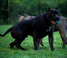 Hai con pit bull thuộc sở hữu của melissa butt, bà của hai đứa trẻ zayden 4 tuổi và mallory 1. 33 Pitbull Black Y TÆ°á»Ÿng Ä'á»™ng Váº­t Cho Pitbull Cho Soi