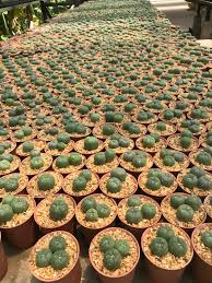 Alibaba.com offers 1,236 cactus plant for sale products. Lophophora Williamsii Cactus Cacti Cactaceae Lophoplaza