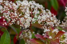 Image result for Photinia serrulata