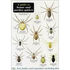 A Guide To House And Garden Spiders Chart Garden Spider