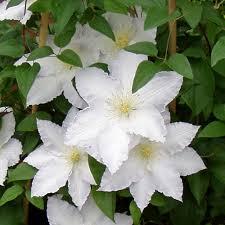 Plant de clematis diep, 15 cm dieper als de kluit, ivm. Clematis Madame Le Coultre Native Plants