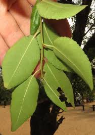 Image result for Spirostachys