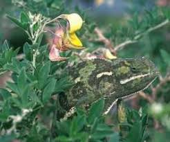 Image result for Crotalaria capensis