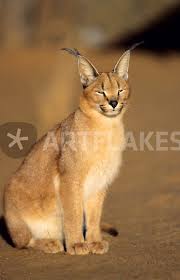 Der karakal (caracal caracal) ist eine afroasiatische, mittelgroße katze und der einzige vertreter der gattung caracal. Caracal Portrait Harnas Private Reserve Namibia Southern Africa Bild Als Poster Und Kunstdruck Von Danita Delimont Bestellen Artflakes Com