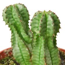 Image result for Euphorbia pfeilii