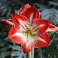 Amazing Amaryllis event image