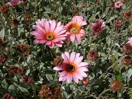 Image result for Arctotis