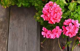 Per crescere e fiorire le rose… Piante Da Mettere Vicino Alle Rose Non Sprecare