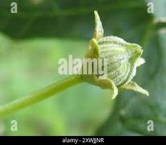 Image result for Coccinia sessilifolia