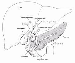Download this premium vector about education and learning infographic pencil step diagram, and discover more than 12 million professional graphic resources on freepik. Pin By Friendly Cbd Girl On Cancer Care In 2021 Bile Duct Cancer Bile Duct Biology Diagrams