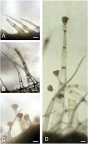 Image result for Mimulopsis excellens