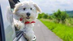 pin na doske zhivotnye