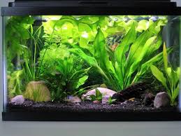 Christmas moos, microsorum pteropus trident, hygrophila araguia. Photo 4 My Planted 10 Gallon Two Female Bettas One B