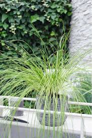 Image result for Carex conferta