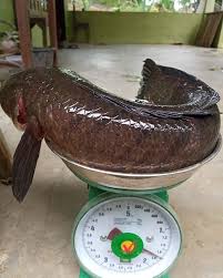 You need to be logged in to favorite. Babon Haruan Mancing Ikan Sungai Di Kalimantan Facebook
