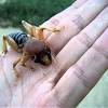 Garden grade diatomaceous earth, a fine silica powder made from the fossilized shells of algae, effectively kills potato bugs, is safe for humans and pets, and is easy to use. 3