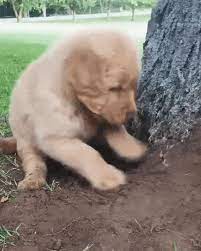 Provide plenty of fresh drinking water in a bowl that can't be tipped over. The Hole Story How To Stop My Dog From Digging