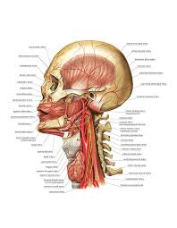 In the head and neck, these auscultatory sounds may originate in the heart (cardiac valvular murmurs radiating to the neck), the cervical arteries (carotid artery bruits), the cervical veins (cervical venous hum), or. Head And Neck Arterial System Photograph By Asklepios Medical Atlas