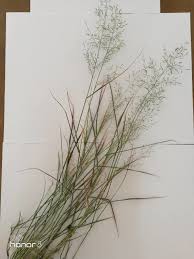 Image result for Eragrostis plana