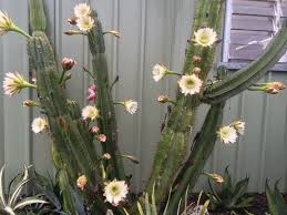 Image result for cactus cuttings