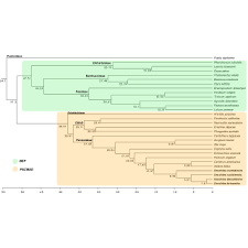 Image result for Urochloa oligobrachiata