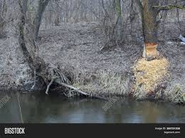 Check spelling or type a new query. Trunk Large Tree Image Photo Free Trial Bigstock