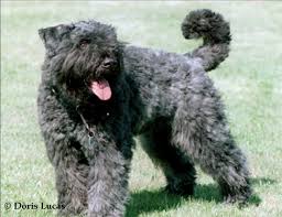 The dog's most wanted star, who lost his wife and business partner, beth chapman, to cancer. Hunderasse Bouvier Des Flandres