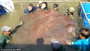 Eagle rays, as well as many other large rays may be seen swimming alone, in pairs, or in schools. Giant 14ft 800lb Stingray Is The Biggest Freshwater Fish Ever Caught With A Line And Rod Daily Mail Online