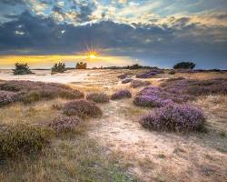 Afbeelding van Veluwe National Park