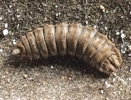 They have characteristic elbowed antennae due to a long terminal segment. Black Soldier Fly Larvae Texas Insect Identification Tools