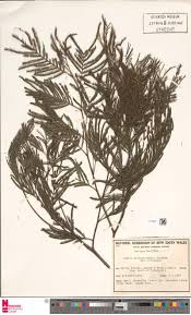 Image result for Hypericophyllum compositarum