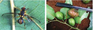 Image result for Crepidorhopalon whytei