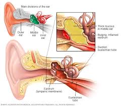 We did not find results for: Ear Infection Middle Ear Symptoms And Causes Mayo Clinic