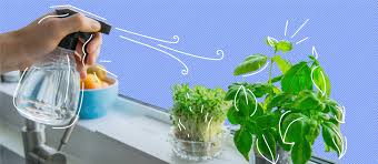 How to grow herbs indoors. How To Grow Herbs Indoors 2021 Bungalow