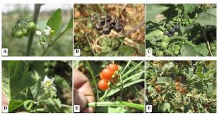 Image result for Solanum giganteum