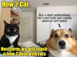 Starting in early 2018, the photographs have been used in memes on instagram, ifunny and reddit, often paired together with walter, staring hamster and other staring animals. Lolcats How To Lol At Funny Cat Memes Funny Cat Pictures With Words On Them Lol Cat Memes Funny Cats Funny Cat Pictures With Words