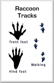The Difference In A Raccoon S Front And Hind Footprints Raccoon Paws Raccoon Tattoo Raccoon